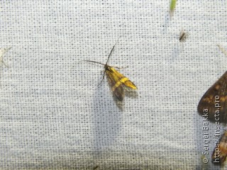 Nemophora degeerella