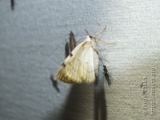 Lomographa bimaculata