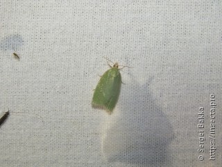 Tortrix viridana