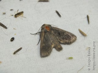 Noctuidae