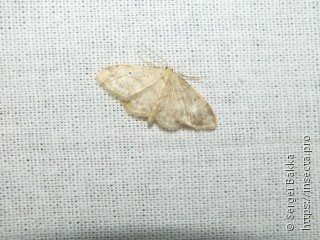 Idaea biselata