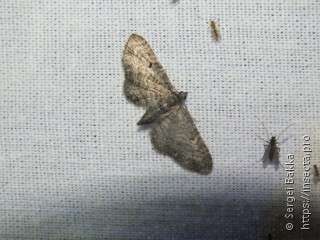 Eupithecia subfuscata