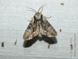 Hyppa rectilinea