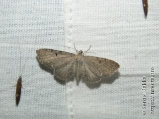 Eupithecia assimilata