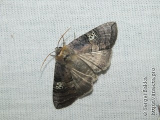 Tethea ocularis