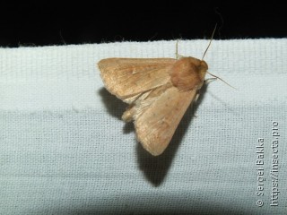 Mythimna ferrago