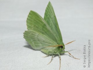 Geometra papilionaria