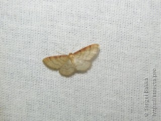 Idaea humiliata