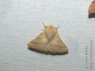 Malacosoma neustria