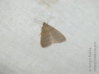 Simplicia rectalis