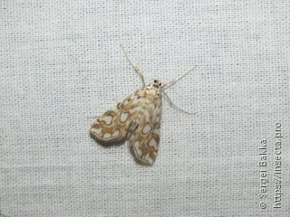 Elophila nymphaeata