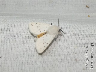 Spilosoma lubricipeda