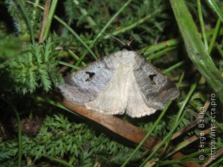 Lygephila pastinum