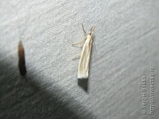 Crambus perlella