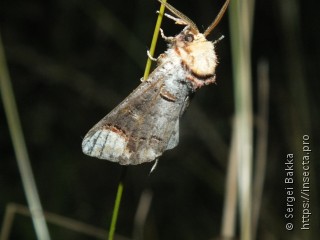 Phalera bucephala