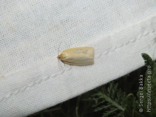 Aphelia paleana