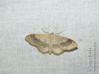 Idaea aversata