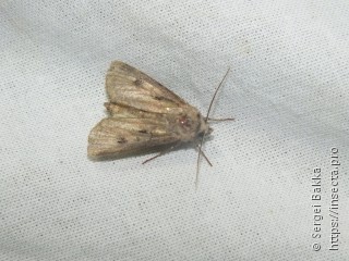 Agrotis exclamationis