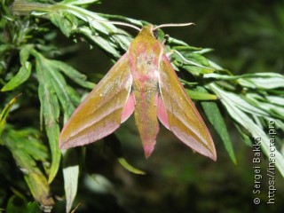 Deilephila elpenor