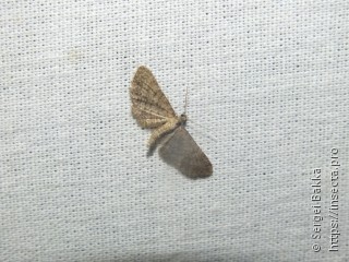 Eupithecia plumbeolata