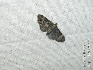 Pasiphila rectangulata