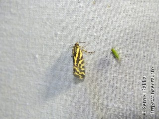 Acontia trabealis