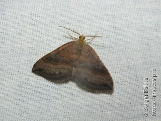 Scotopteryx chenopodiata