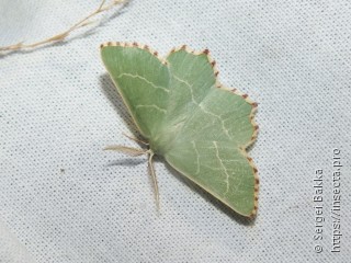 Thalera fimbrialis