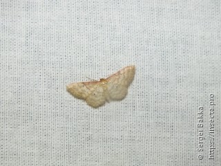 Idaea humiliata