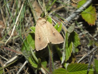 Mythimna ferrago