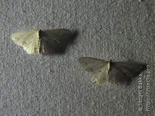 Scopula ornata