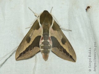 Hyles euphorbiae