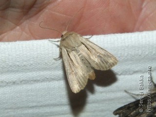 Leucania comma