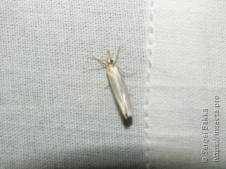 Crambus perlella