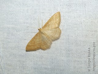 Idaea rufaria