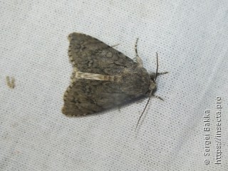 Acronicta aceris