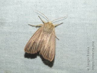 Mythimna pudorina