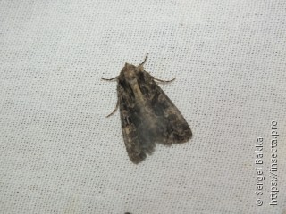 Noctuinae