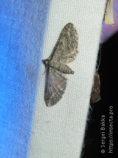 Eupithecia