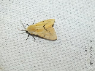 Spilosoma lutea