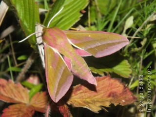 Deilephila elpenor