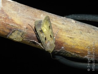 Agrotis exclamationis