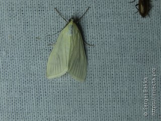 Sitochroa palealis