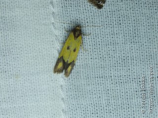 Agapeta zoegana