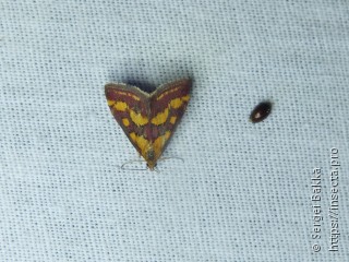 Pyrausta purpuralis