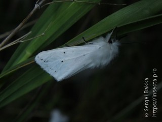 Spilosoma lubricipeda