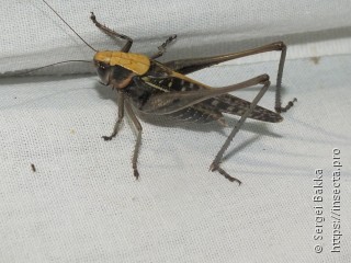 Decticus verrucivorus