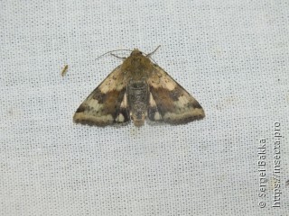 Heliothis