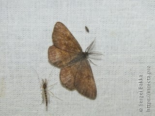 Ematurga atomaria