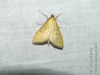 Mecyna flavalis